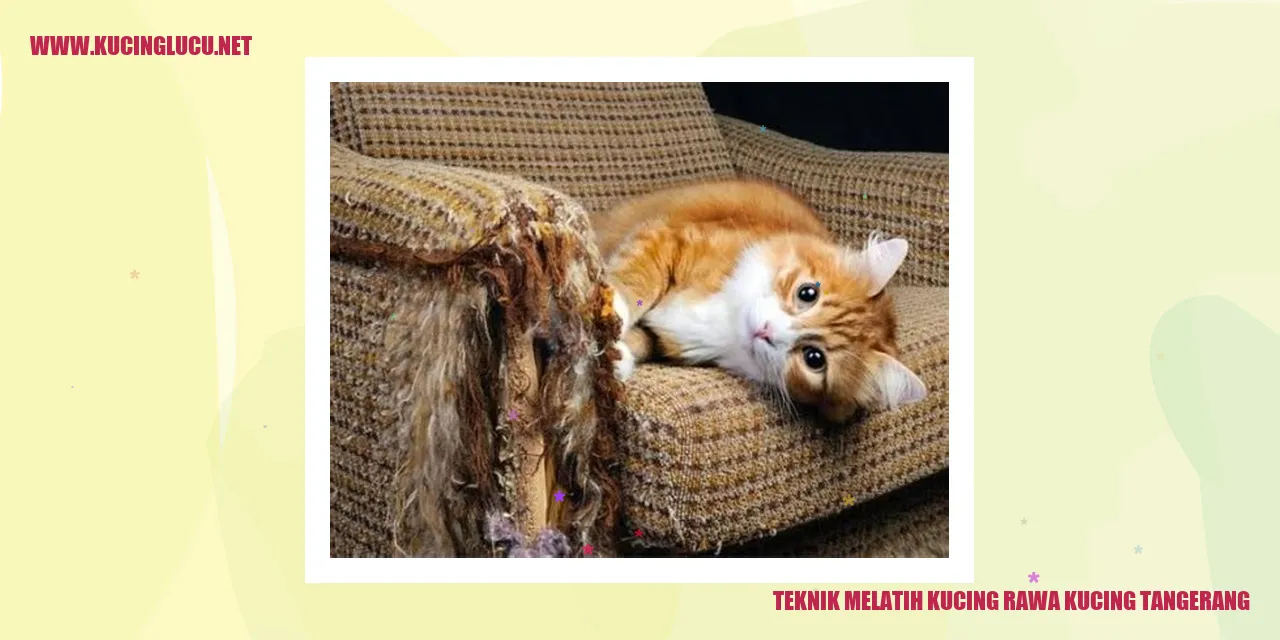 Teknik Melatih Kucing rawa kucing tangerang