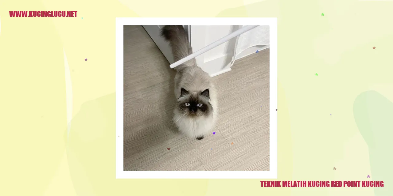 Kucing red point yang cantik