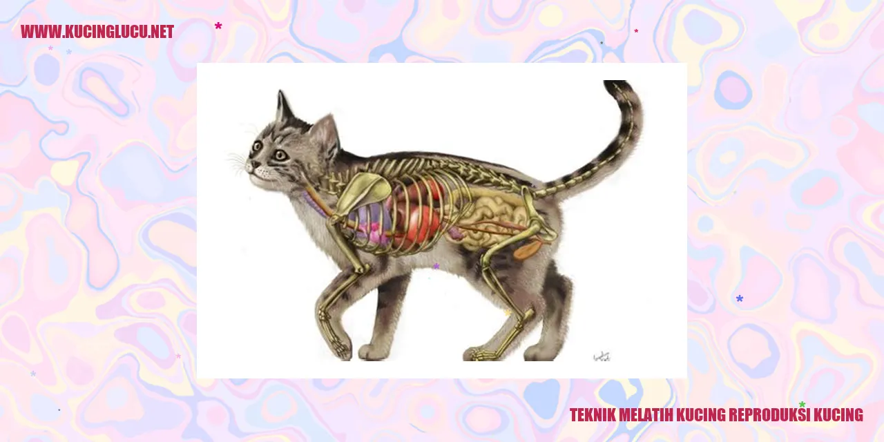 Teknik Melatih Kucing reproduksi kucing