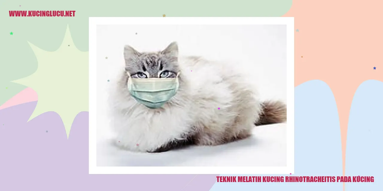 Latihan Kucing