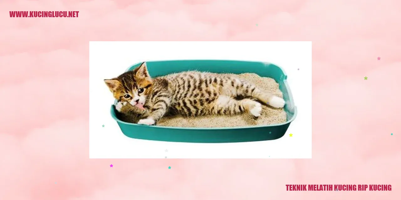 Kucing yang sedang dilatih
