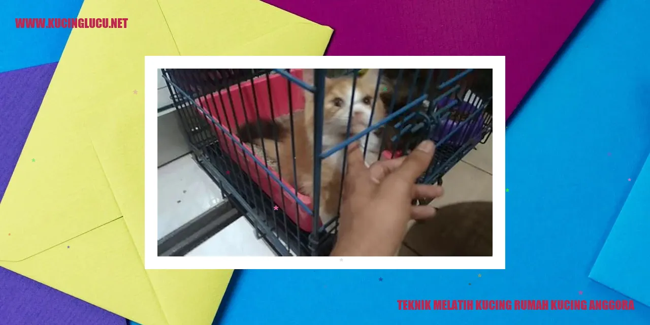Kucing Anggora