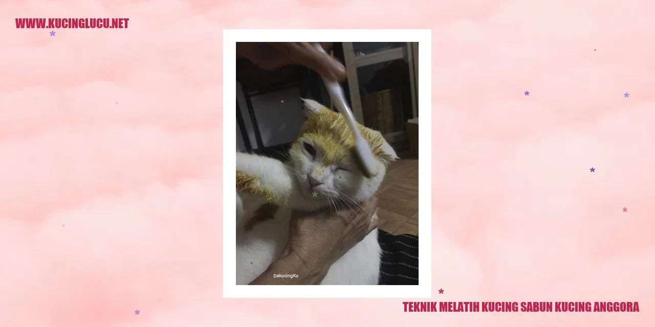 Gambar Kucing Anggora