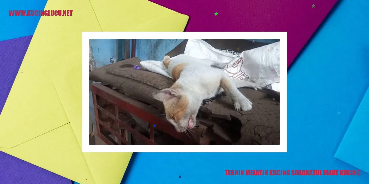 Kucing sakaratul maut