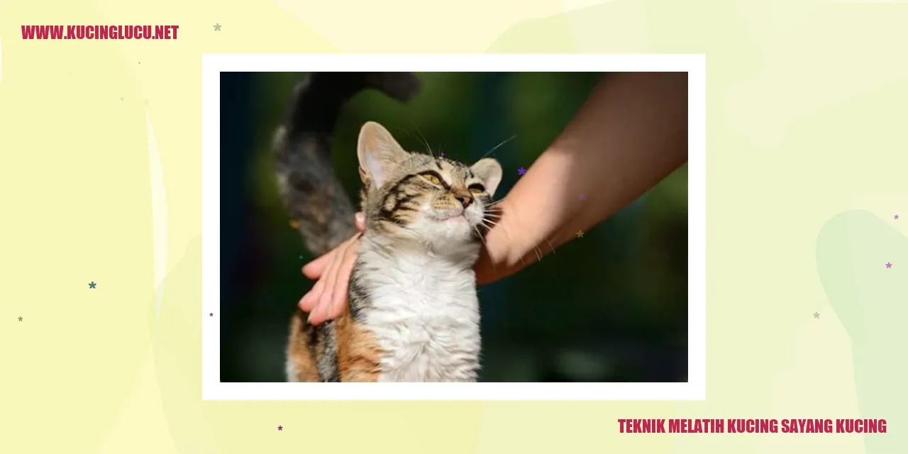 Gambar Kucing yang Sedang Dilatih