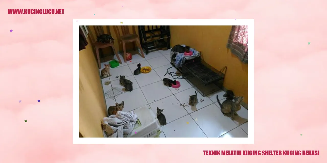 Teknik Melatih Kucing