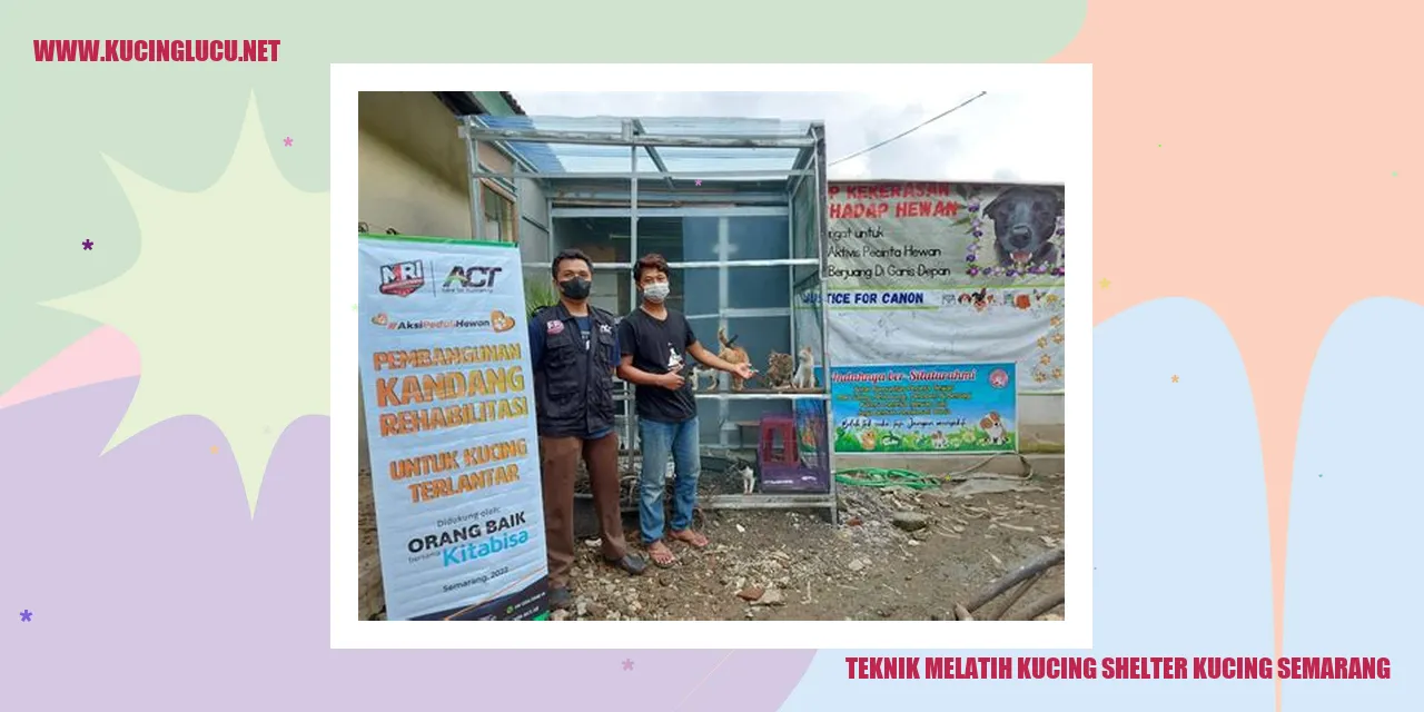 Teknik Melatih Kucing shelter kucing semarang