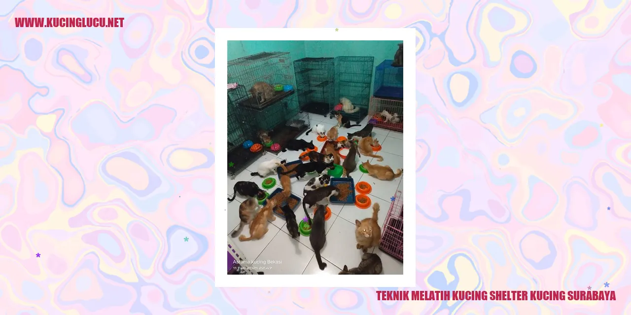 Gambar Kucing di Panti Kucing Surabaya