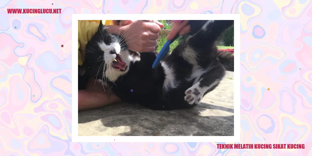 Kucing yang disikat