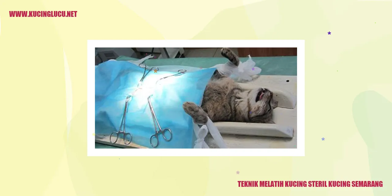 Teknik Pendidikan Kucing Steril di Semarang