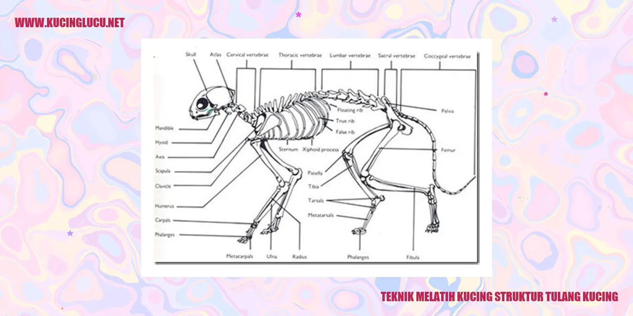 Teknik Melatih Kucing struktur tulang kucing