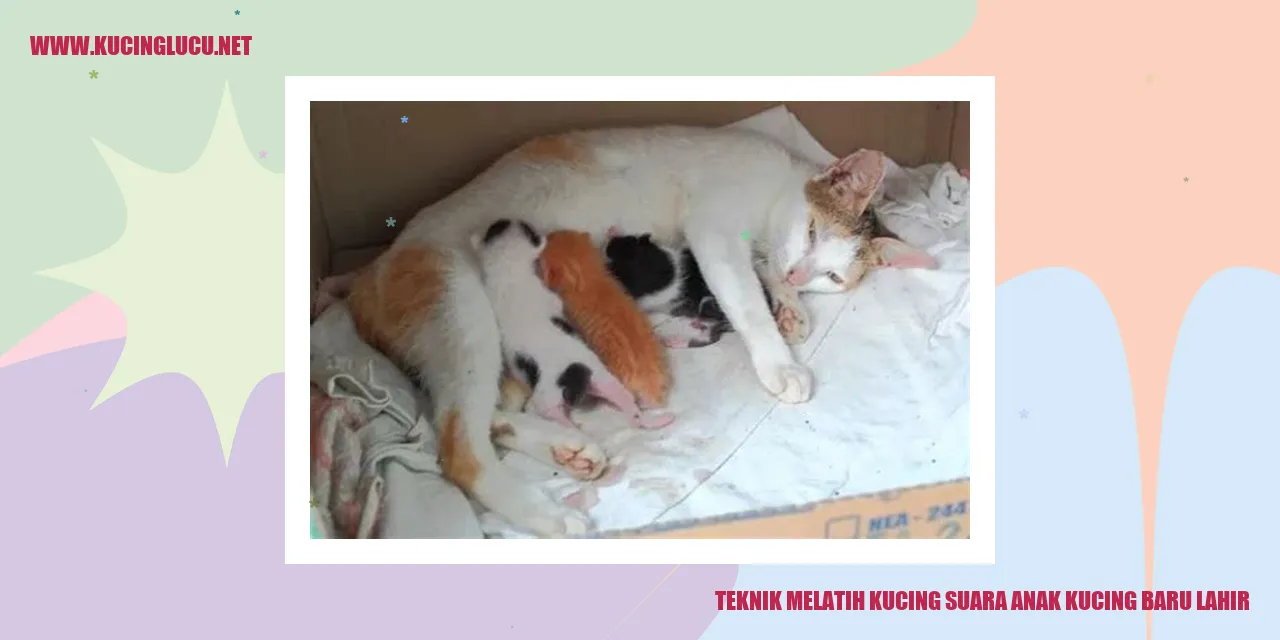 Teknik Melatih Kucing Suara Anak Kucing Baru Lahir