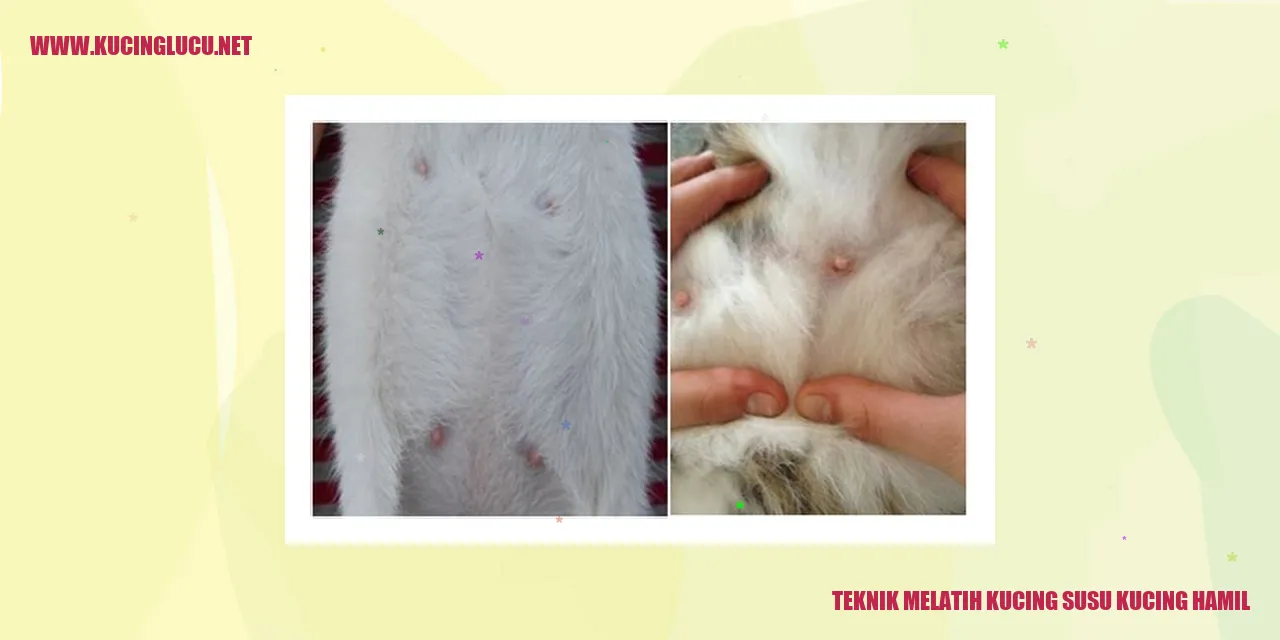 Melatih Kucing Susu Kucing Hamil