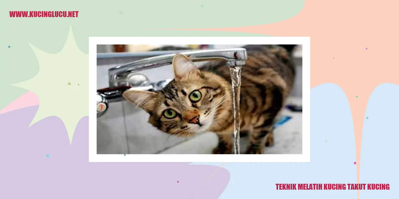 Kucing takut kucing