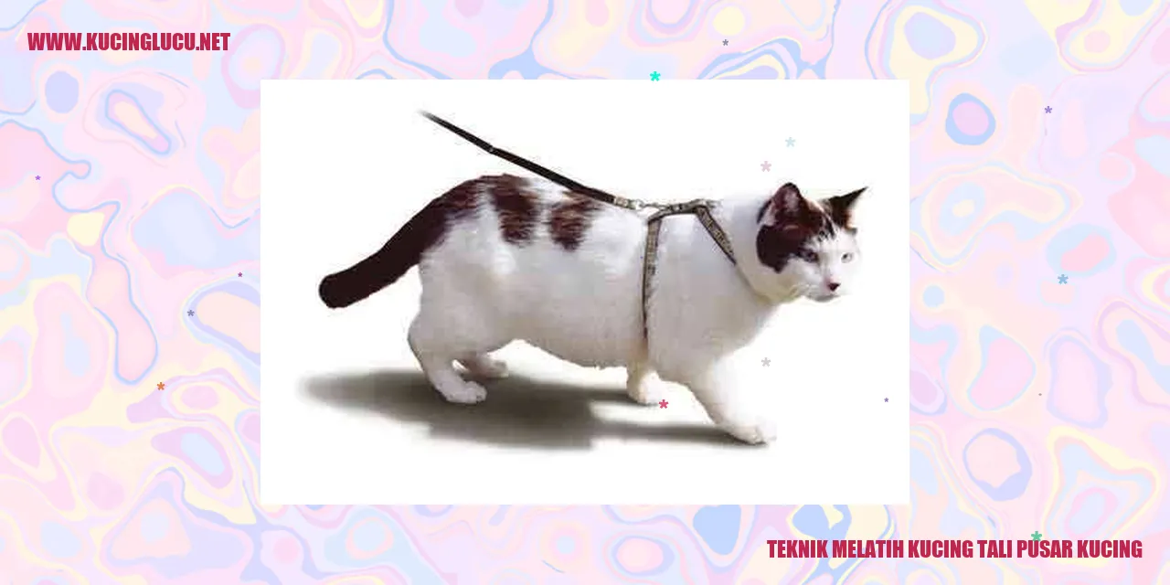 Melatih kucing dengan tali pusar