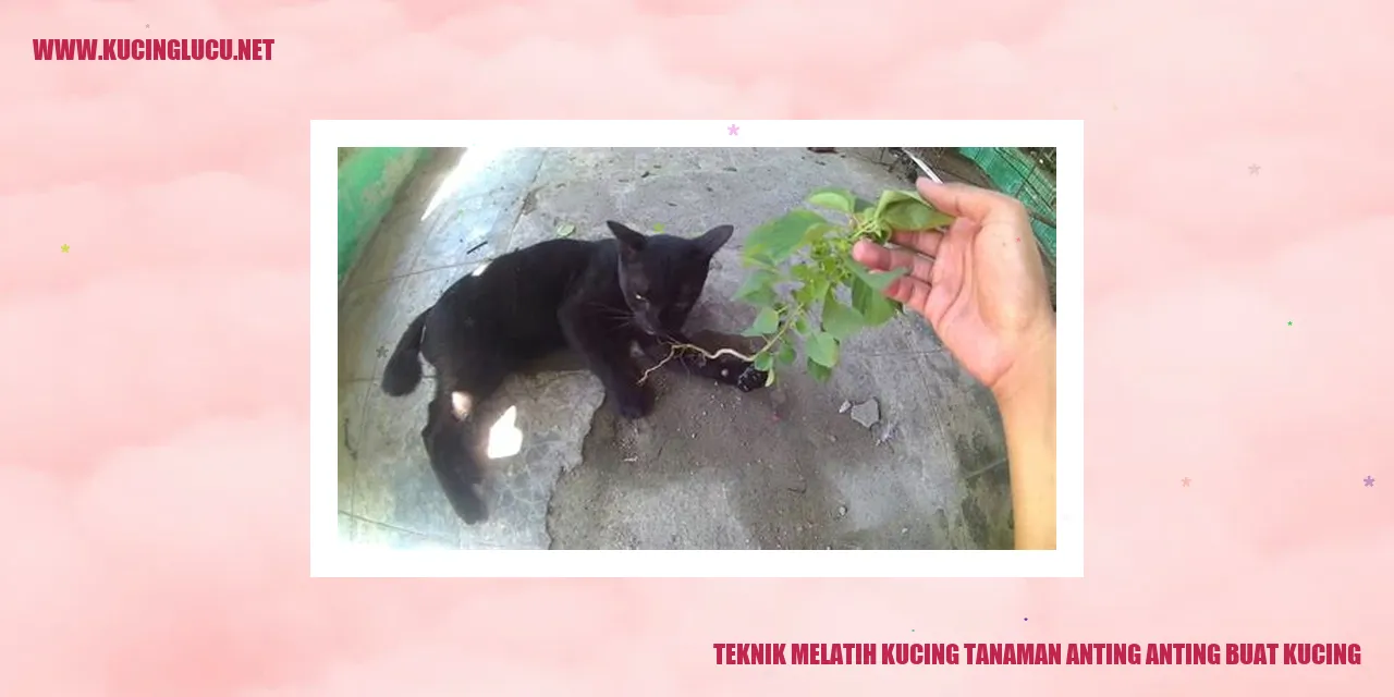 Melatih kucing menggunakan tanaman anting-anting