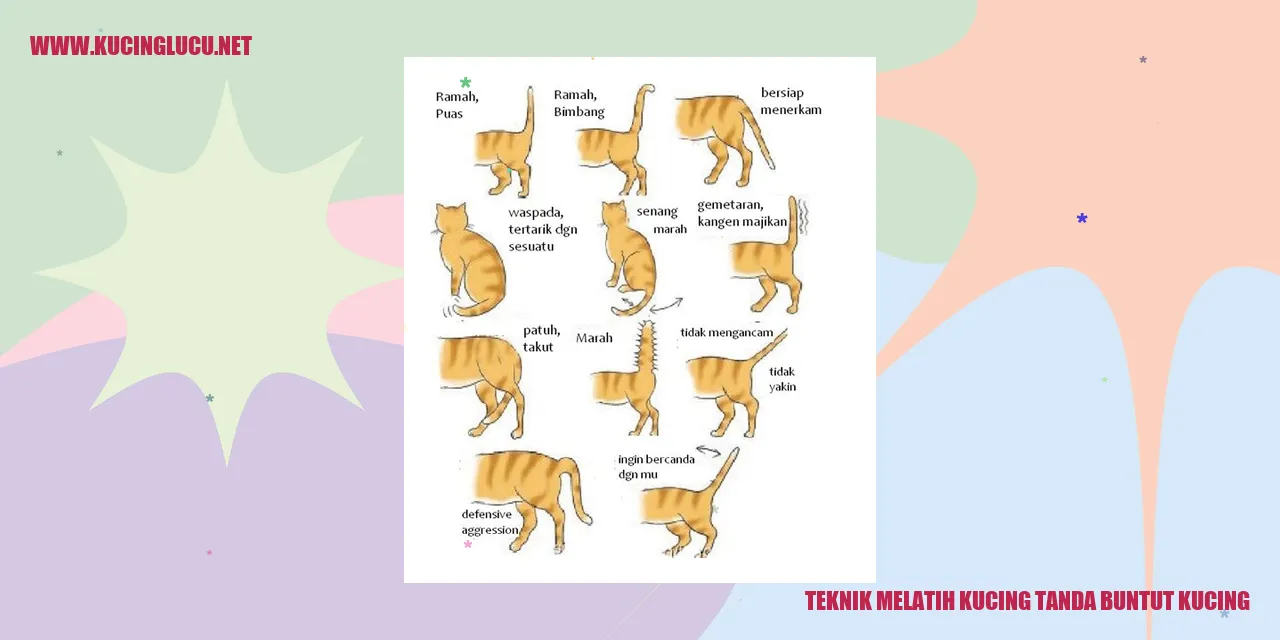 Kucing sedang melatih buntutnya
