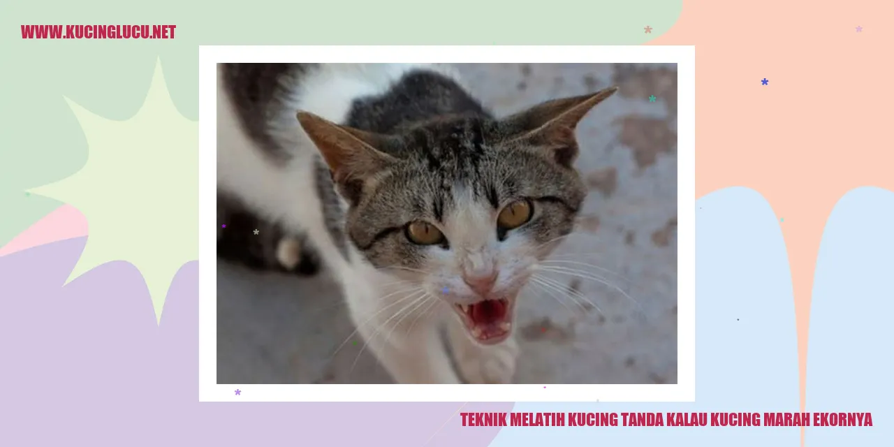 Kucing Marah