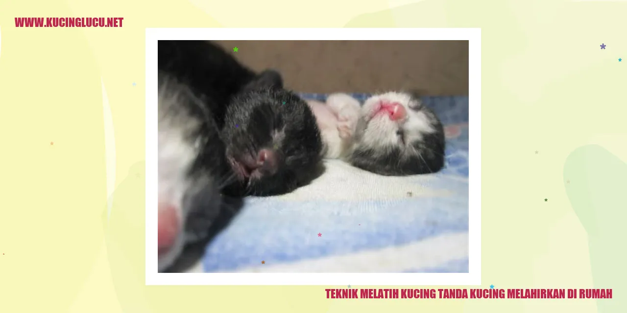 Teknik Melatih Kucing tanda kucing melahirkan di rumah