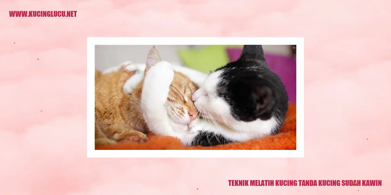 Teknik Melatih Kucing tanda kucing sudah kawin