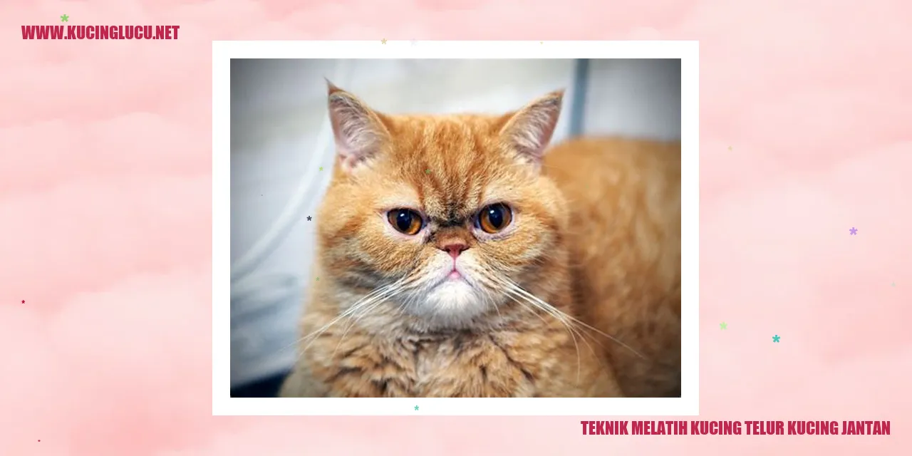 Kucing jantan sedang melakukan perawatan anak kucing