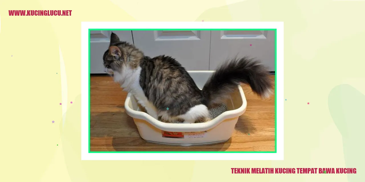 Teknik Melatih Kucing Tempat Bawa Kucing