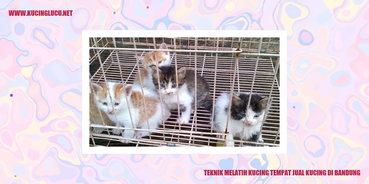 Kucing di tengah pelatihan