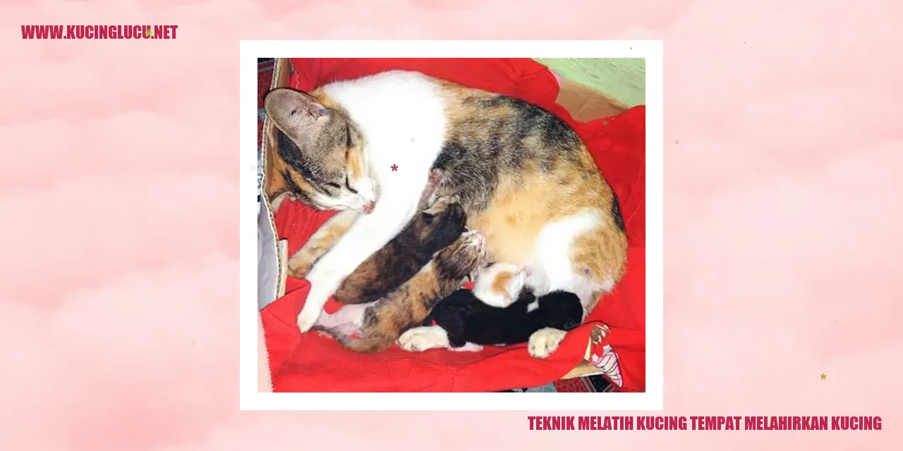 Teknik Melatih Kucing tempat melahirkan kucing