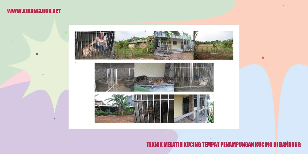 Teknik Melatih Kucing