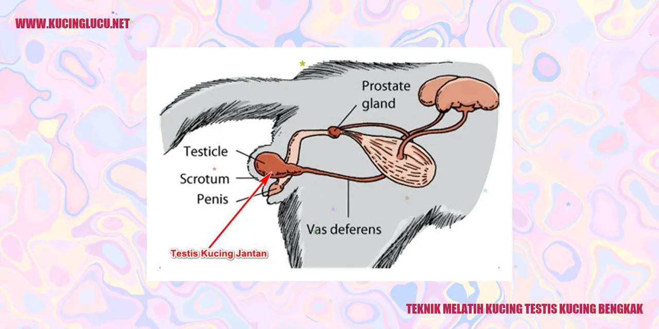 Gambar melatih kucing dengan testis bengkak
