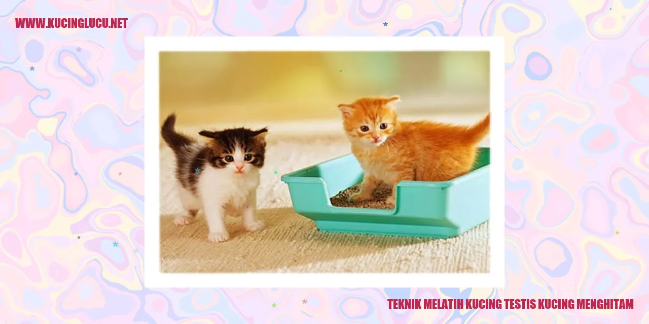 Gambar Kucing Menghitam