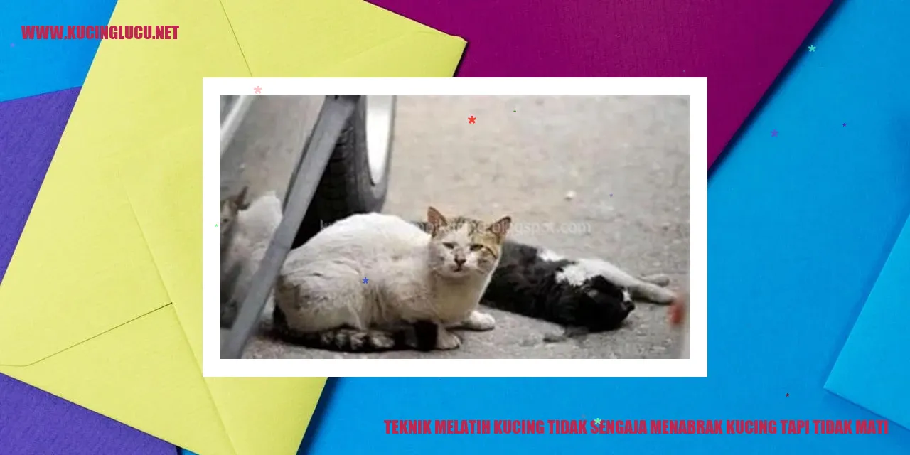 Teknik Melatih Kucing tidak sengaja menabrak kucing tapi tidak mati