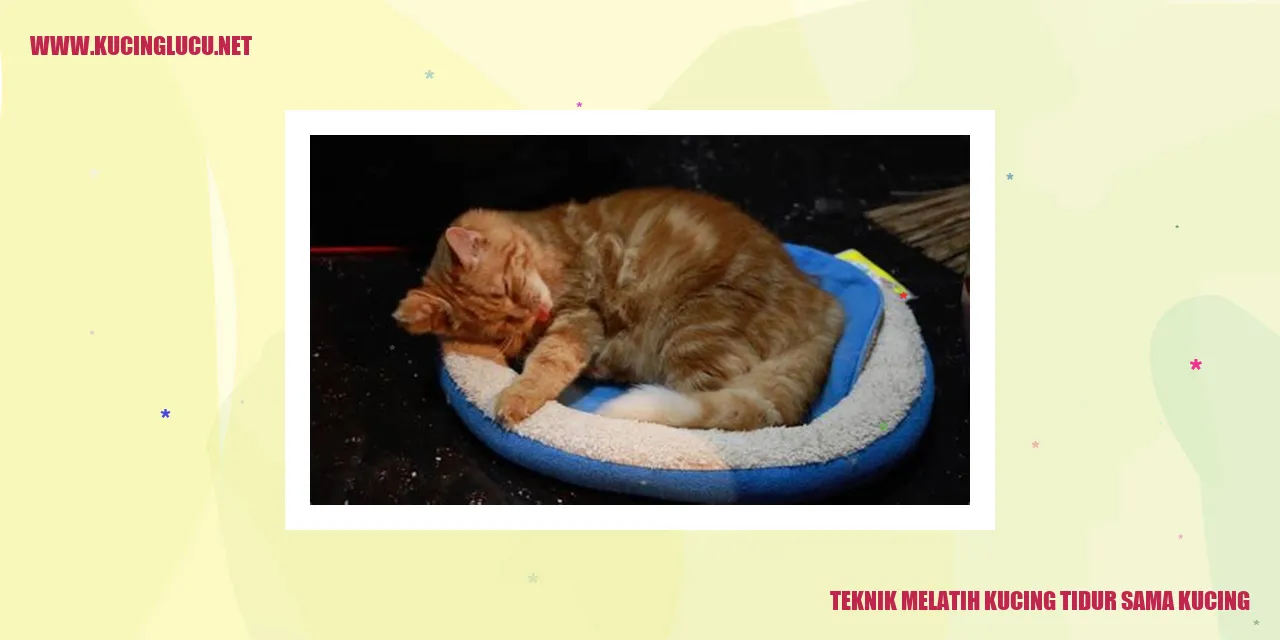 Melatih Kucing Tidur Sama Kucing