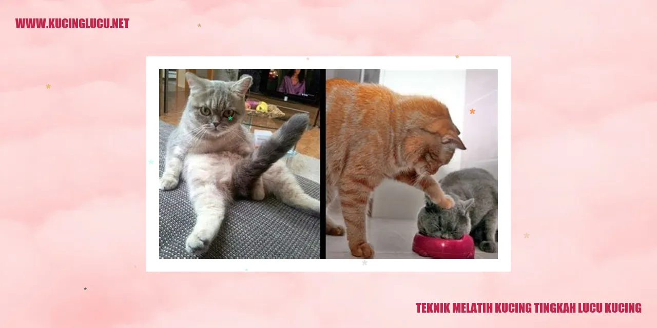 kucing lucu