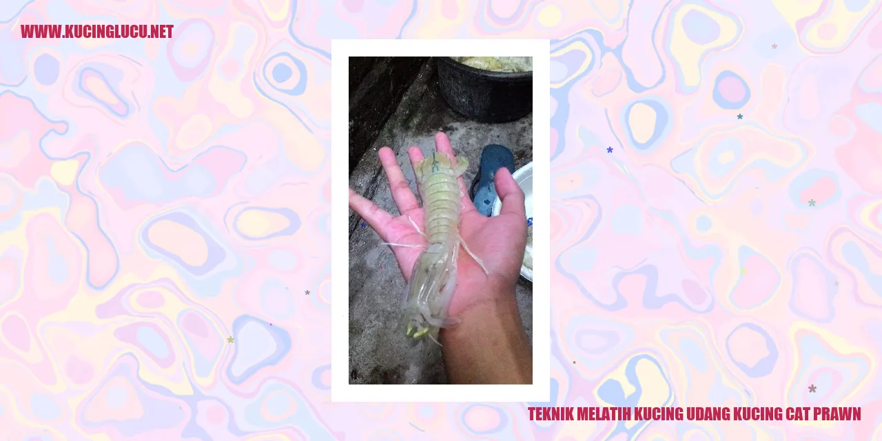 Gambar Kucing Udang