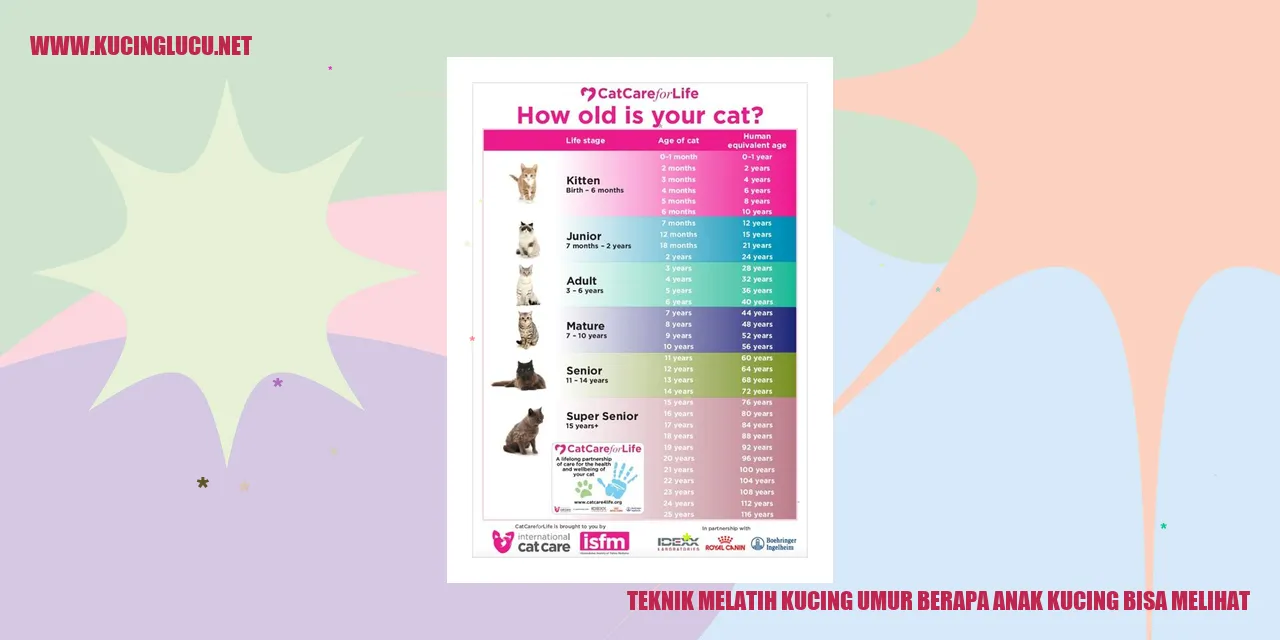 Melatih Kucing