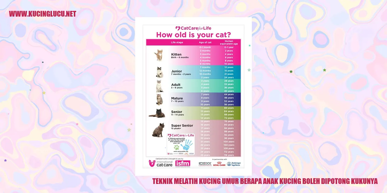 Gambar: Teknik Melatih Kucing