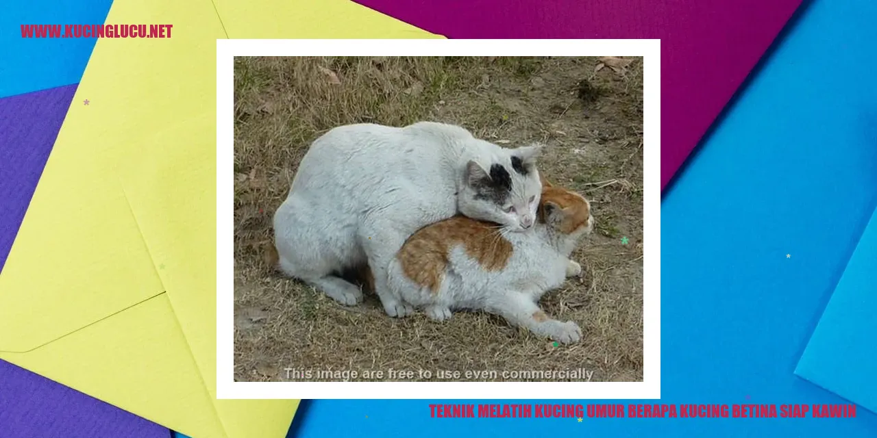 Gambar kucing betina siap kawin