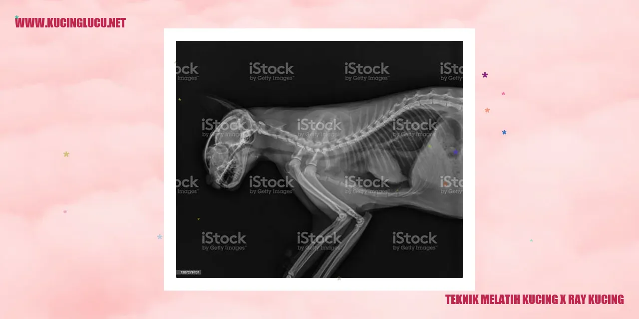Teknik Mengajari Kucing Menghadapi Pemeriksaan X-Ray