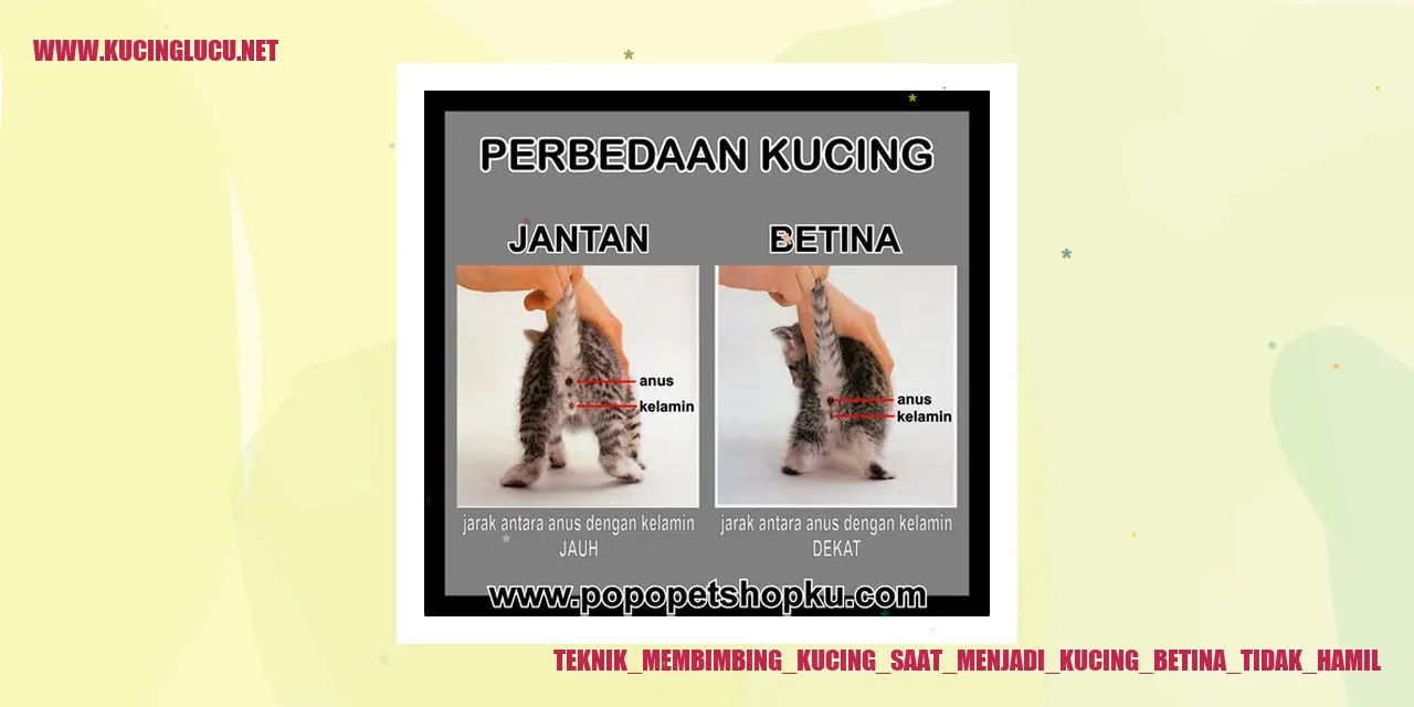 Kucing Betina Tidak Bunting