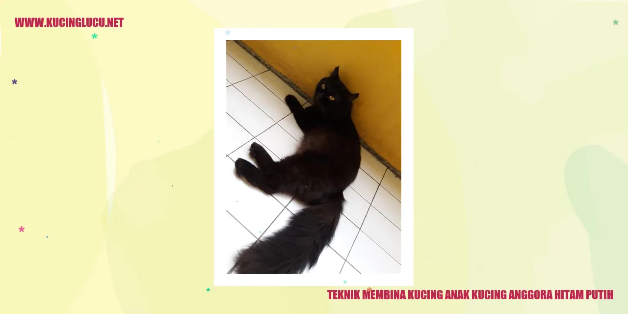 Kucing Anggora Berwarna Hitam-Putih