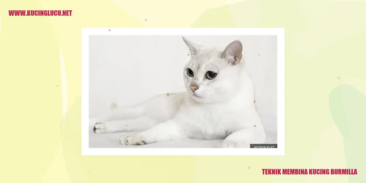 Kucing Burmilla yang Menggemaskan