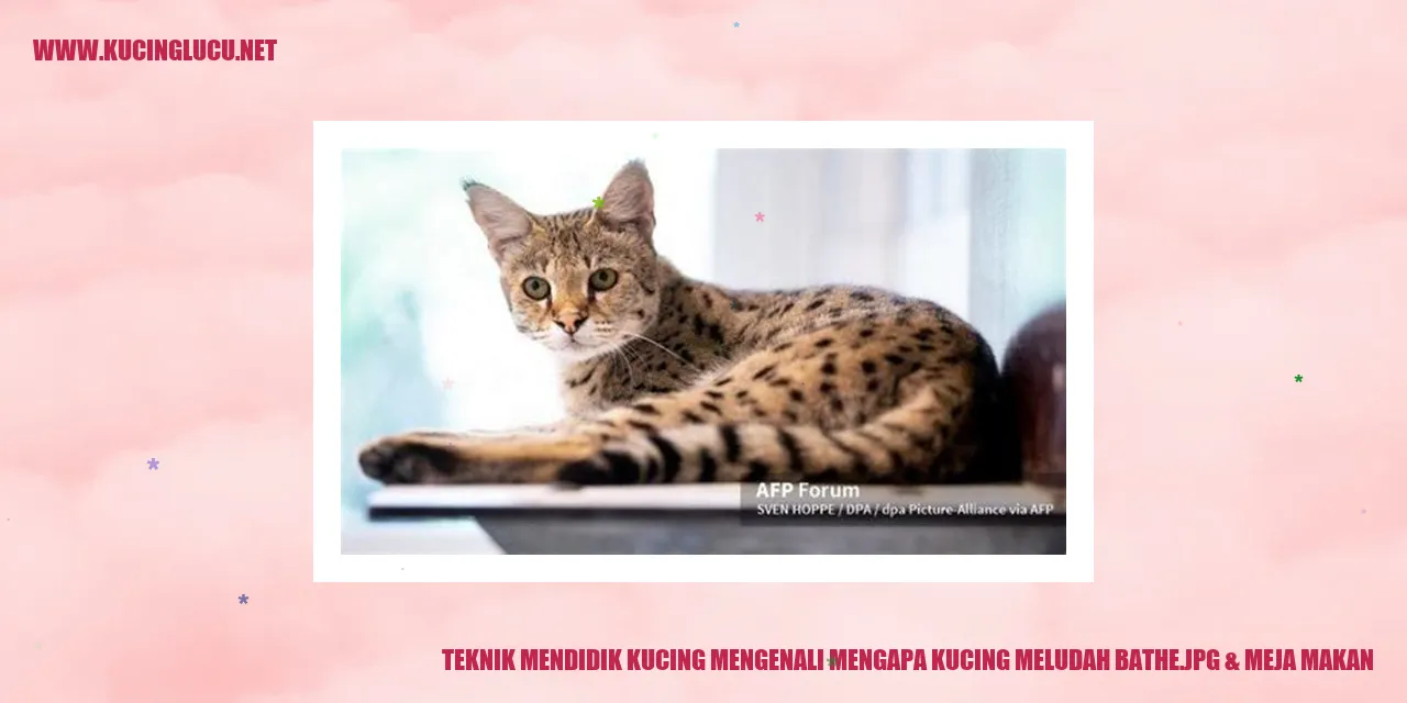 Kucing Meludah