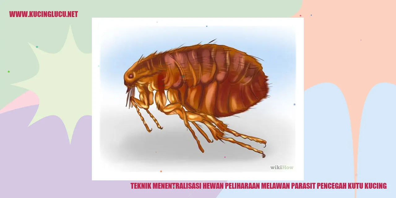 Melatih kucing agar siap menghadapi kutu kucing