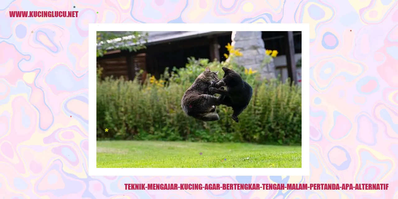 Gambar Kucing Tengah Bertarung di Malam Hari