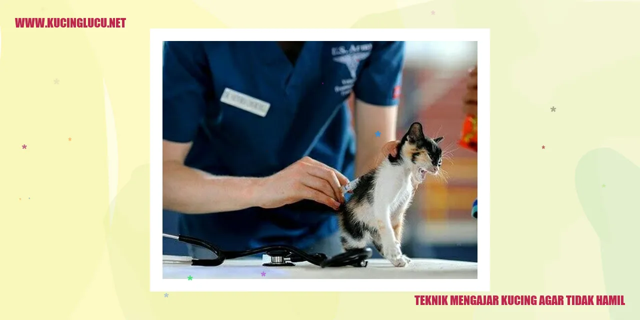 gambar kucing yang lucu