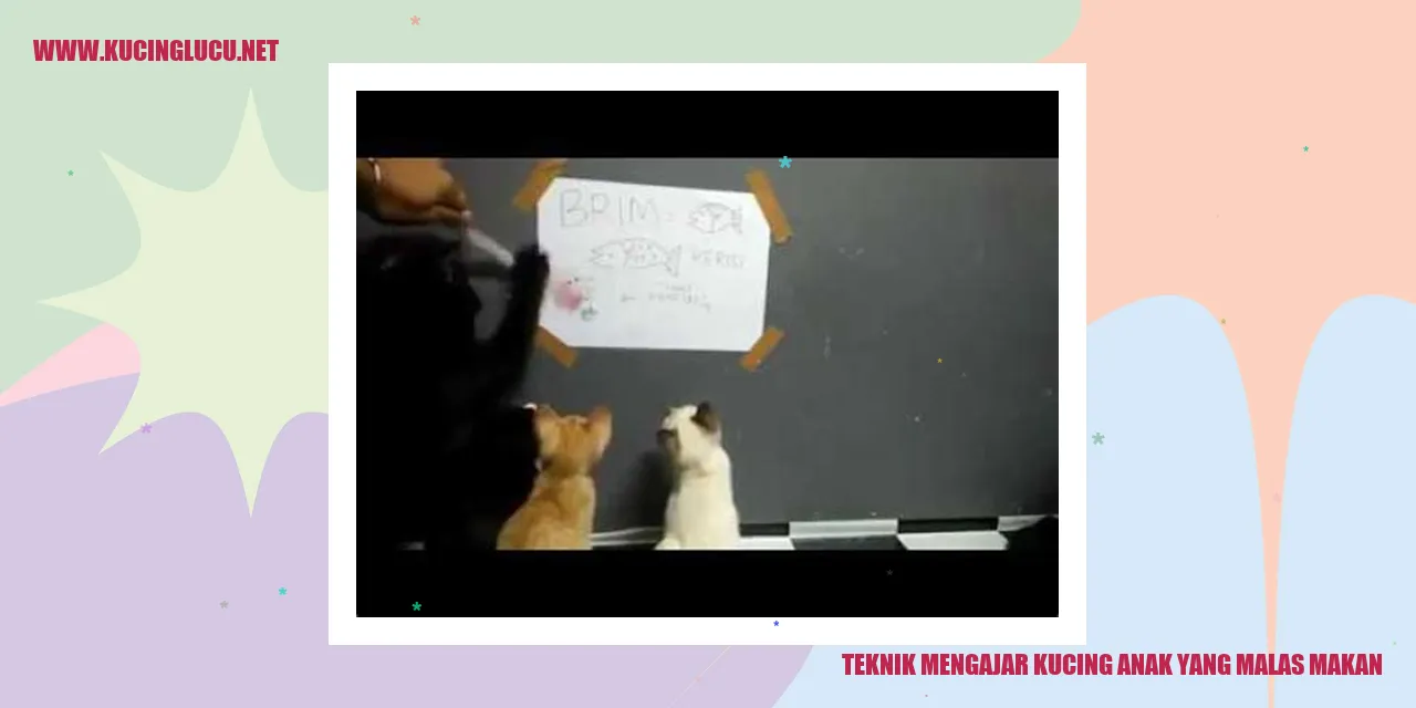 Melatih Kucing Anak Kucing