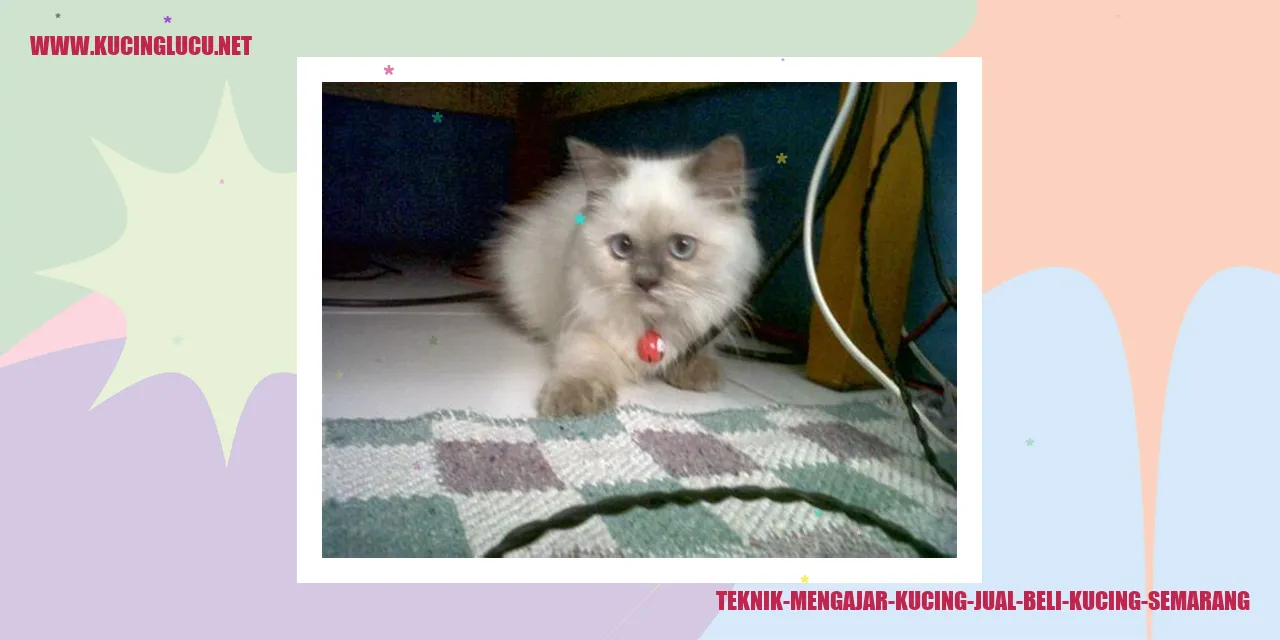 Teknik Mengajar Kucing