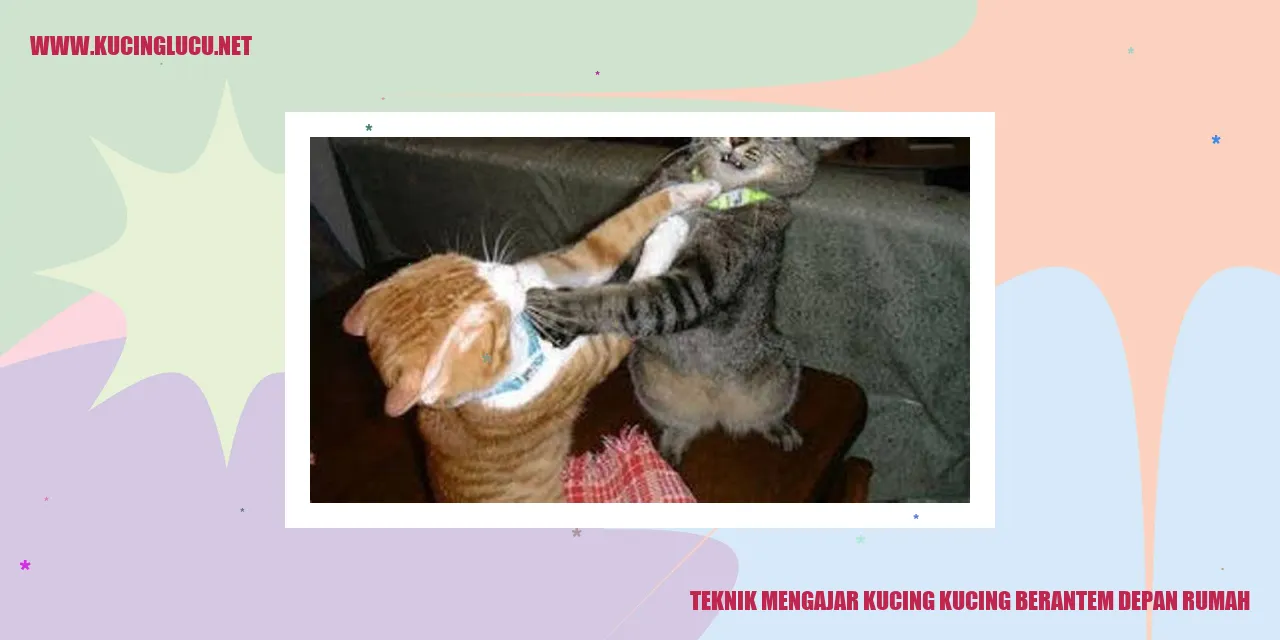 Kucing yang bertarung di depan rumah
