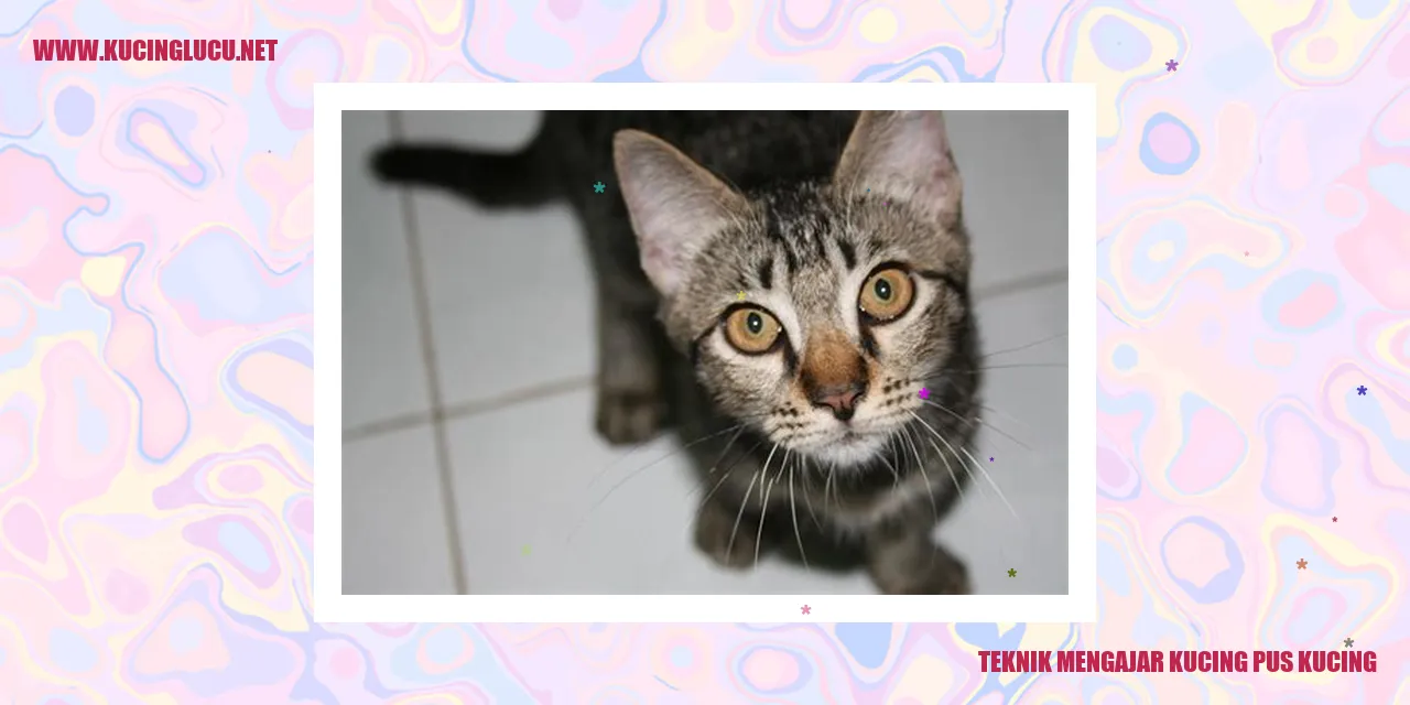 Teknik Mengajar Kucing Pus Kucing